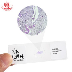 Las preparaciones patológicas teñidas con hematoxilina y eosina (HE) muestran células, núcleos y membranas celulares brillantes de forma claramente visible. - Product Image 4