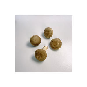 tinned mushroom canned straw mushroom hot