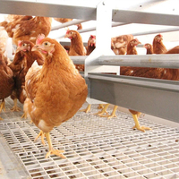 Équipement avicole pour l'élevage de poulets de chair : Mangeoires automatiques pour poulets de chair, Cage pour poulets de chair