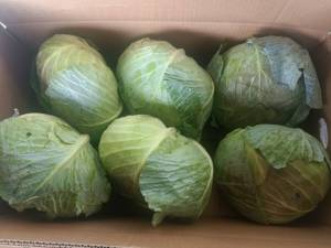 Chou vert frais fraîchement dévêtu Chou rond frais Chou plat frais - Product Image 3