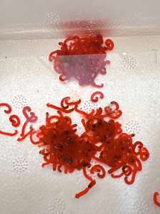 Venda Direta Da Fábrica Bloodworms Congelados Premium Alimento Seco para Animais Aquáticos - Product Image 3