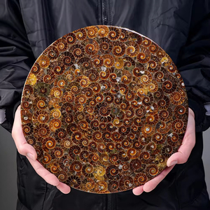 Vente en gros de fossiles de conques naturelles polies, plaque décorative, disque de fossile d'escargot pour décoration, cadeau - Product Image 2