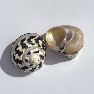 Gepolijst Spoor Seastar Zwarte Diamant Slak Heremietkreeft Vervanging Schelp <span class=keywords><strong>Aquarium</strong></span> Landschapsdecoratie Echte Touch Voor - Product Image 5