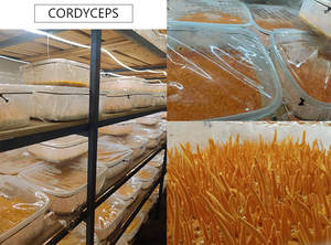 Paecilomyces Hepiali <span class=keywords><strong>Cordyceps</strong></span> Sinensis <span class=keywords><strong>CS</strong></span> <span class=keywords><strong>4</strong></span> Bubuk Miselium Ekstrak Jamur Polisakarida Produk Kesehatan Dikemas Vakum - Product Image 2