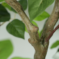Plante artificielle en pot de haute qualité, écologique, en plastique vert et blanc, en forme de prune triangulaire, 150 cm, décoration intérieure/extérieure personnalisée