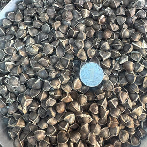 Pasokan langsung dari Yunnan partikel besar tangan pertama biji <span class=keywords><strong>Moringa</strong></span> India baru berbagai spesifikasi untuk produk pertanian - Product Image 2