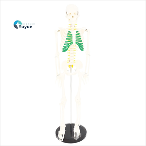 Modello di Scheletro Umano Completo da 85 cm con Nervi Spinali e Costole Verdi Marcate, Torace e Ossa, Esemplare Anatomico Didattico - Product Image 1