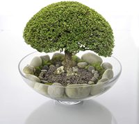 Bol décoratif en verre (H:4,5" D:12") |   Bol de présentation pour buffet de bonbons aux fruits | Terrarium, centre de table de cuisine
