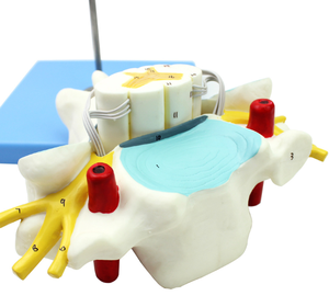 Modelo Ampliado de la Estructura Anatómica de la Médula Espinal Lumbar Humana, Modelo de Esqueleto Humano, Modelo del Sistema Nervioso Humano - Product Image 5