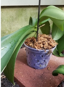 Il giardino fornisce chiari <span class=keywords><strong>vasi</strong></span> di <span class=keywords><strong>orchidee</strong></span> che rinvasano fessure nei lati vaso di fiori con fessure traspiranti <span class=keywords><strong>per</strong></span> radici <span class=keywords><strong>vasi</strong></span> di plastica - Product Image 3