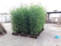 Plante artificielle en bambou 1,5 m, branche de bambou taïwanaise entièrement en plastique, arbre en bambou, plante artificielle verte en pot de pépinière, arbre décoratif