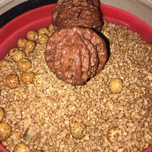 Carcasa de nuez de alta calidad y bajo <span class=keywords><strong>precio</strong></span> como medio filtrante para tratamiento de agua medios de pulido vibratorio - Product Image 4