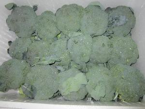Nouvelle récolte de brocoli vert KOSHER GAP Qualité chinoise Chou-fleur / Brocoli frais Légumes frais en gros Poids naturel - Product Image 4
