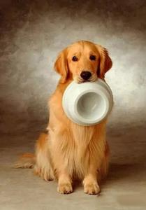 แผ่นรองฉี่สัตว์เลี้ยงแบบใช้แล้วทิ้ง หนาขึ้น ซึมซับได้ดี สำหรับสุนัขและแมว ผลิตจากผ้าไม่ถักทอ อุปกรณ์ฝึกขับถ่ายสำหรับสัตว์เลี้ยง - Product Image 6