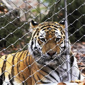 Filet de volière noué en acier inoxydable 304 316 Filet de volaille Zoo Animal Wire Rope Mesh - Product Image 4