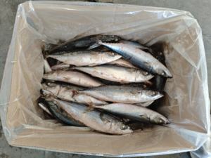 Sgombro del Pacifico Congelato di Alta Qualità e Prestazioni Elevate, 250-350g - Product Image 4