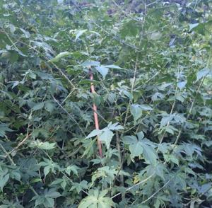 Thé séché, 30 pièces, emballage OEM pour cœur de Raspberry rouge, <span class=keywords><strong>feuille</strong></span> ample, baby shower, coupé et tamis, en Stock - Product Image 4