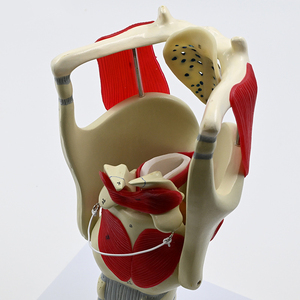 Modèle anatomique <span class=keywords><strong>de</strong></span> squelette grossi 3 fois SCIEDU, aide pédagogique pour l'anatomie laryngée, thyroï<span class=keywords><strong>de</strong></span>, pomme <span class=keywords><strong>de</strong></span> Adam, larynx, modèle anatomique en PVC - Product Image 2