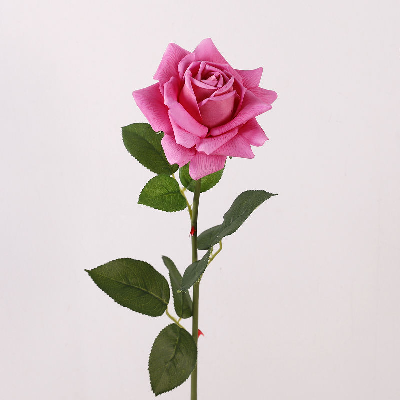 กุหลาบแดง