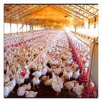 Nido Automático de Acero para Gallinas Ponedoras, Gallinero, Nido para Pollos, Tipo Ligero para Granja