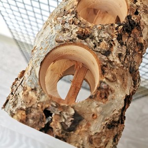 Bâton à mâcher écologique en bois de perroquet pommier molaires <span class=keywords><strong>pour</strong></span> animaux de compagnie jouets oiseau cobaye cage articles molaires de <span class=keywords><strong>lapin</strong></span> articles - Product Image 3