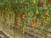 Systèmes de culture hydroponique en serre commerciale avec canaux de substrat pour fraises, tomates, poivrons, concombres