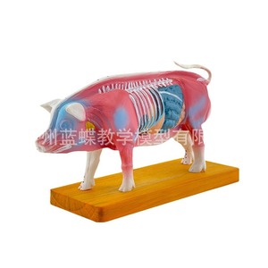 Modèle de points d'acupuncture porcins, modèle d'anatomie porcine, modèle vétérinaire, modèle animal, modèle de cochon blanc de grande taille - Product Image 3