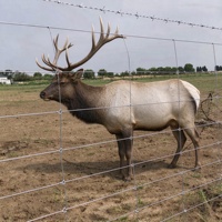 Grillage à mailles carrées galvanisé à chaud, à nœuds fixes, haute résistance, 1,5 m 1,8 m, pour clôture de ranch, de pâturages, pour bovins, ovins, cervidés, chevaux