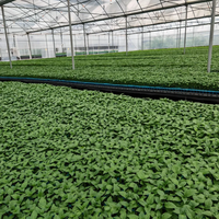 Serre multi-spans à bas prix pour tomates, serre personnalisée, cadre en acier galvanisé à chaud, serres pour légumes