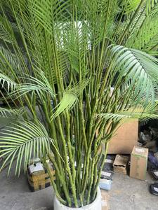 ต้นปาล์มประดิษฐ์ขายดี ต้นบอนไซประดับตกแต่ง ต้นปาล์มอะเรก้า คาเตชู ปลูกในกระถาง - Product Image 6