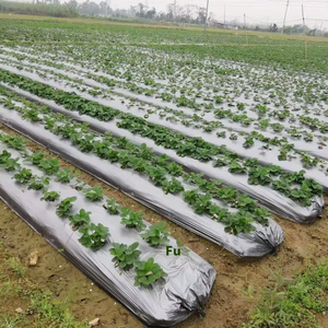 <span class=keywords><strong>Film</strong></span> plastique agricole de qualité supérieure résistant aux UV LLDPE pour serres, paillis agricole, couverture de plantation, <span class=keywords><strong>film</strong></span> de paillage agricole - Product Image 1