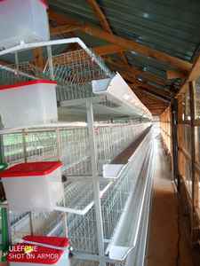 Cages à poulet de couche de type h à 4 niveaux pour volaille avec bac à fumier - Product Image 4