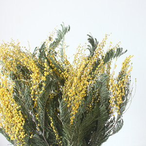 <span class=keywords><strong>Ramo</strong></span> de Mimosa preservado seco dorado Natural para velas perfumadas accesorios de fotos de Navidad decoración de pared de Instagram - Product Image 2