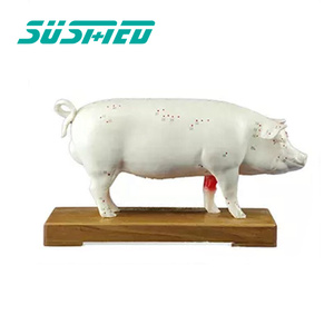 สถาบันวิจัยสัตว์เลี้ยงในโรงพยาบาลสัตว์ใช้แบบจำลองทางกายวิภาคของหมูจุดฝังเข็มและโครงสร้างทางกายวิภาค - Product Image 3