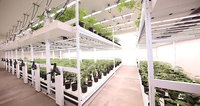 Système de culture hydroponique verticale économique et systèmes de culture NFT pour équipement d'hydroponie en serre
