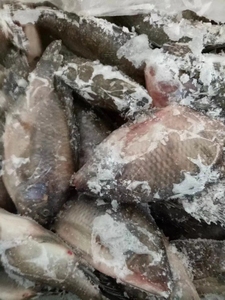 Vente en gros de poisson <span class=keywords><strong>Tilapia</strong></span>, <span class=keywords><strong>Tilapia</strong></span> <span class=keywords><strong>du</strong></span> <span class=keywords><strong>Nil</strong></span> entier congelé, <span class=keywords><strong>Tilapia</strong></span> noir - Product Image 4