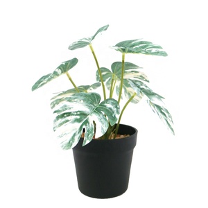 Vero tocco 7lvs 28cm alto <span class=keywords><strong>Mini</strong></span> Monstera <span class=keywords><strong>Bonsai</strong></span> - Product Image 1
