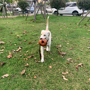 Giocattolo in pelle per cani palla per animali domestici corda per allenamento con palla per cani giocattolo morbido per ricompensa per cuccioli - Product Image 6