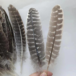 Pluma de Pavo Barreda Natural de 10-12 Pulgadas de Alta Calidad, Precio Competitivo, Venta Caliente, para Decoraciones - Product Image 4