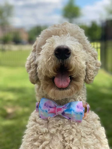 Collar Ajustable para Perro con Corbatín, de Tela de Algodón Suave y Poliéster, con Impresión de Logotipo Personalizado, de Nibao - Product Image 5