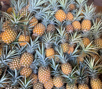 Verse ananas
