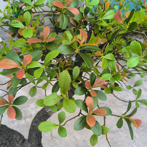 Albero Artificiale Personalizzabile con Tronco Staccabile, Pianta Sempreverde Grande, Foglie Verdi Erythrina Variegata Enkianthus per Paesaggistica <span class=keywords><strong>da</strong></span> Giardino - Product Image 3