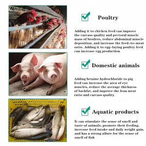 Prix optimal additif pour l'alimentation animale chlorhydrate de bétaïne volaille bordel additif pour l'alimentation chlorhydrate de bétaïne Cas 107 - Product Image 6