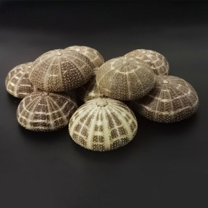 Coquillages enfer air méditerranéen ananas conque <span class=keywords><strong>coquille</strong></span> <span class=keywords><strong>oursin</strong></span> accessoires de décoration de la maison - Product Image 1