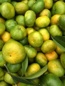 Appena raccolto da frutteti di Hubei, succoso e naturale, all'ingrosso alla rinfusa <span class=keywords><strong>mandarini</strong></span> per l'esportazione globale - Product Image 2