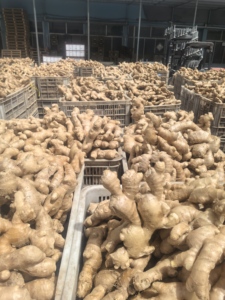 <span class=keywords><strong>Venta</strong></span> caliente 80-150g Jengibre al por mayor para la exportación con la mejor calidad y precio barato Jengibre fresco de alta calidad con Global Gap & Haccp - Product Image 5