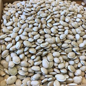 Suministro Directo de Fábrica al por Mayor de Frijoles Blancos Naturales Crudos, Legumbres Secas, Ingredientes para Catering, Conservados con Sal, Proceso de Secado AD - Product Image 2
