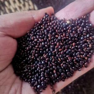 Millet noir Premium Alimentation animale - Product Image 4