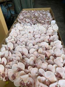 Vente en gros 50 Pcs 9 Têtes Real Touch Fleurs d'orchidées blanches Orchidées Phalaenopsis artificielles pour la décoration d'Halloween pour l'obtention du diplôme de mariage - Product Image 4