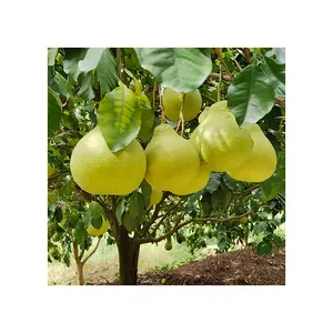 ISO Certified Healthy Nutritious Fruit Manufacturer Honey Pomelo Grapefruit Hot Sale Fresh Pomelo